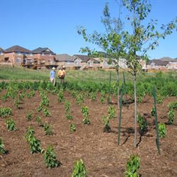 Planting - Mount Pleasant Secondary Plan - Block Plan 51-1